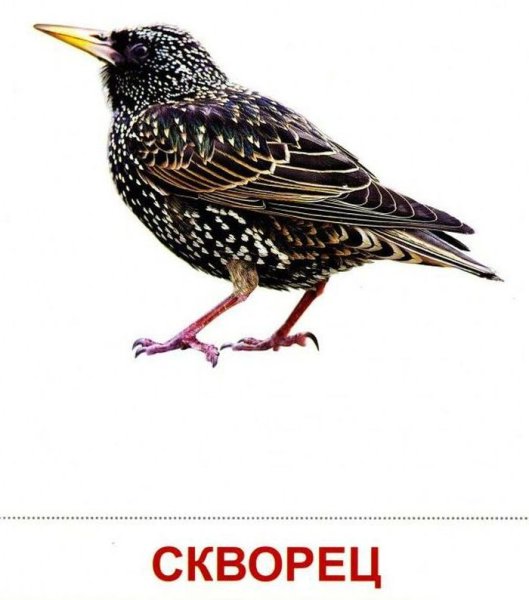Скворец Перелетная птица
