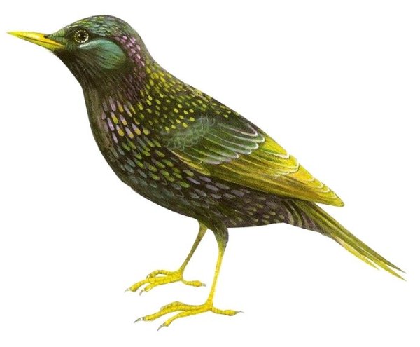 Скворец карточка для детей