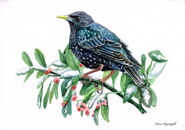 Изображение скворца для детей