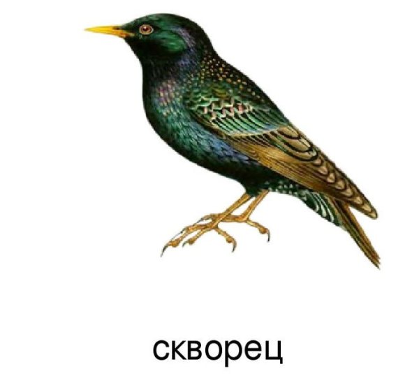 Перелетные птицы скворец для детей