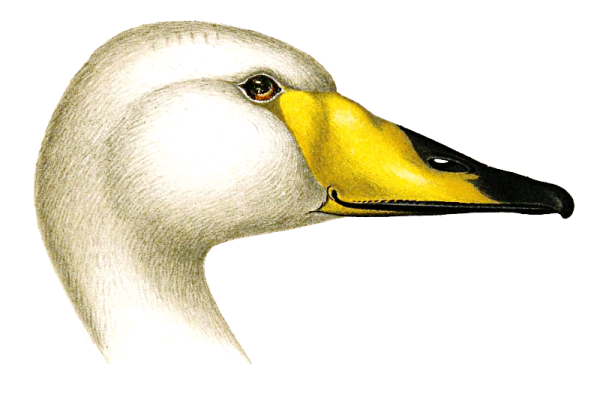 Лебедь кликун