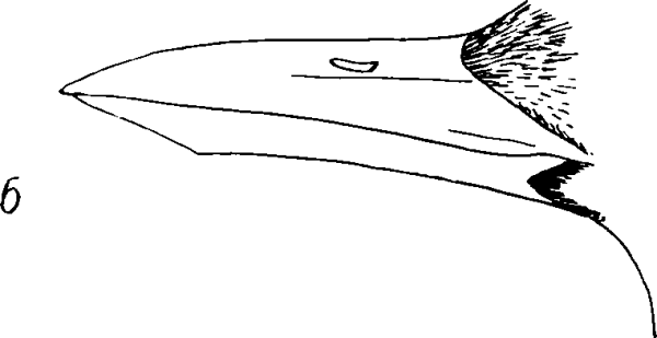 Клюв раскраска