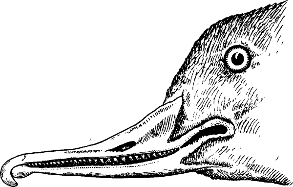 Строение клюва гусеобразных