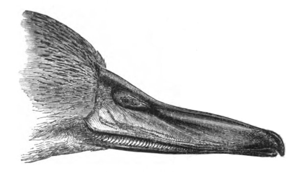 Строение клюва гусеобразных