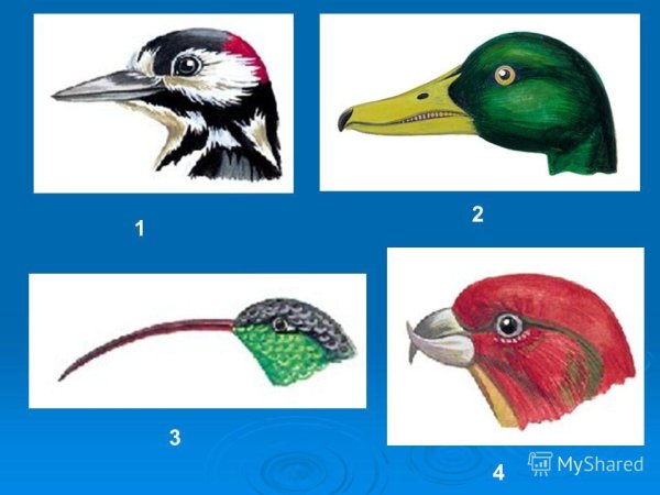 Разные клювы у птиц