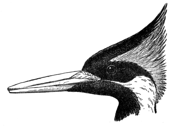 Клюв на белом фоне