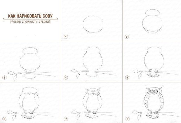 Поэтапное рисование Совы для детей