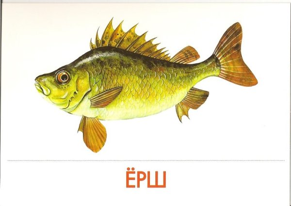 Речные рыбы для детей