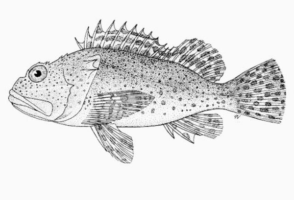 Морской Ерш скорпена