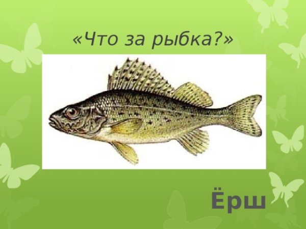 Ерш рисунок