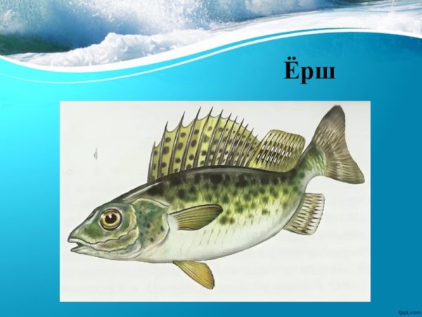 Ёрш рисунок для детей