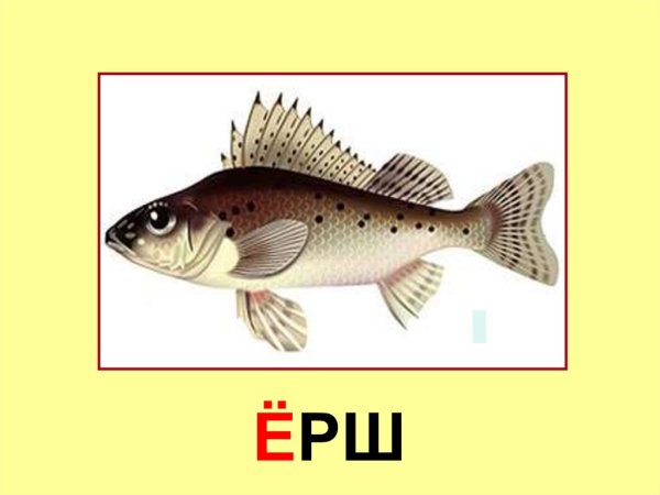 Ёрш картика для детей