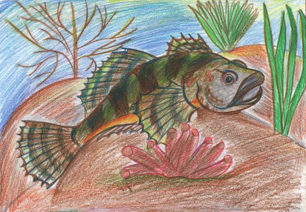 Обыкновенный подкаменщик рисунок