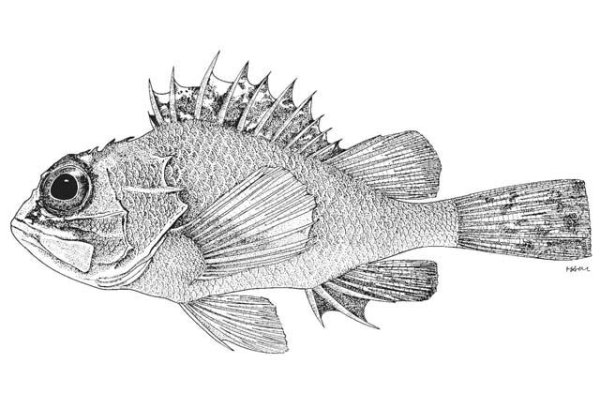 Рыба Ерш для детей