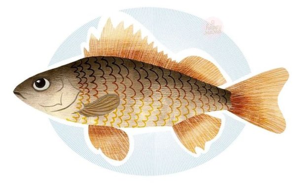 Ёрш рыба