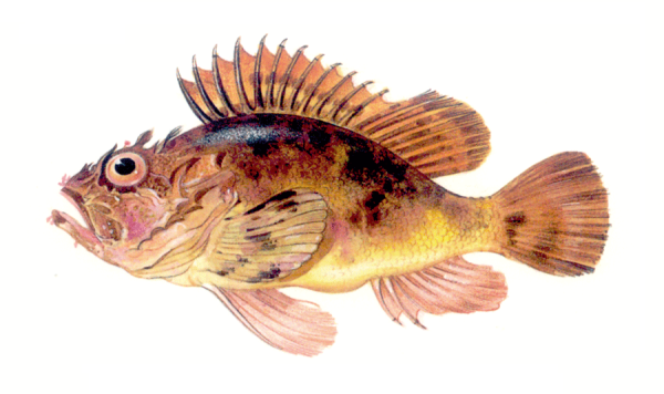 Окунь скорпена