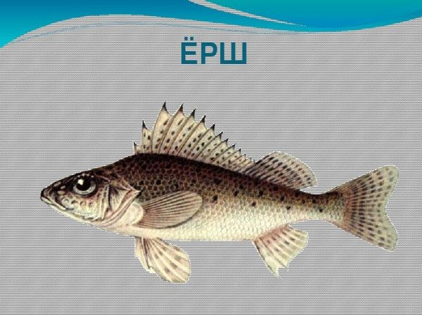 Ёрш картика для детей