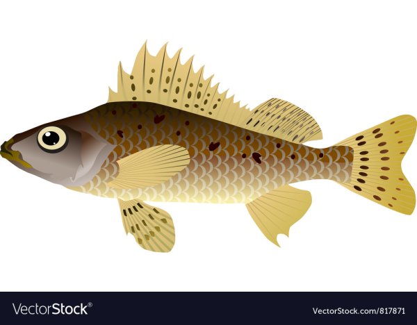 Ерш рисунок