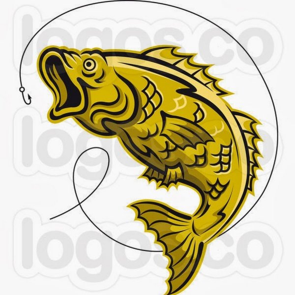 Рыба Ерш на белом фоне