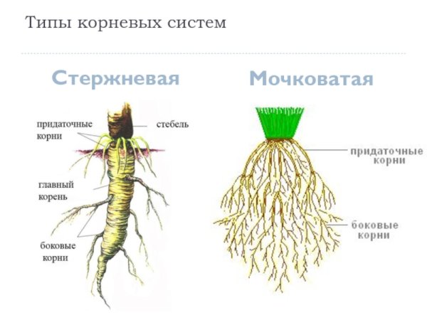 Стержневая и мочковатая корневая система