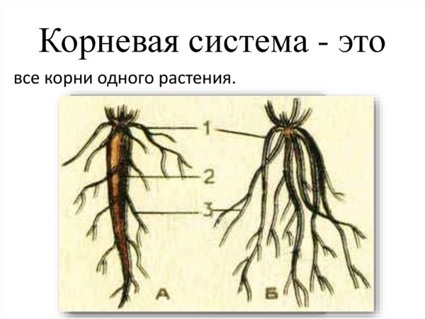 Корневая система растений схема