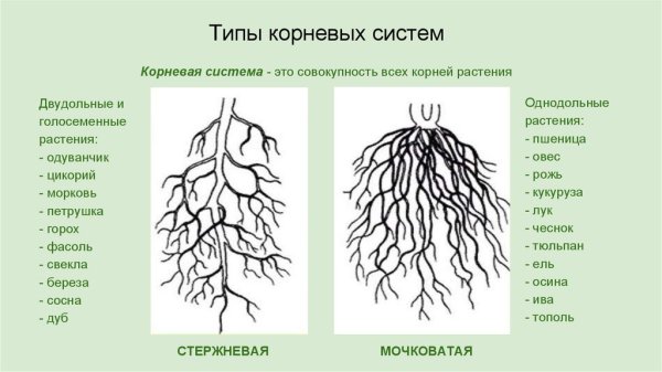 Корневая система тополя