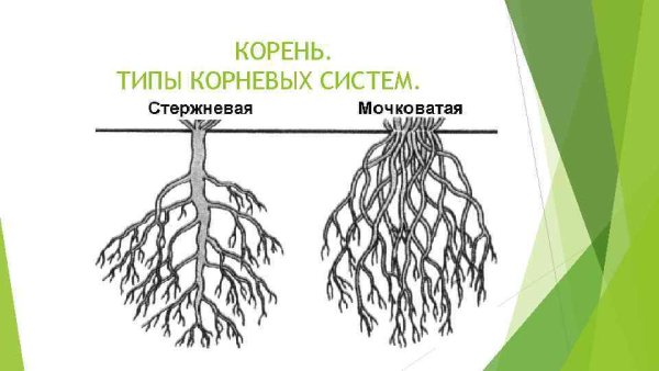 Типы корневых систем у растений