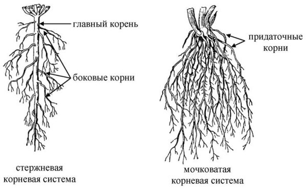 Типы корневых систем стержневая и мочковатая
