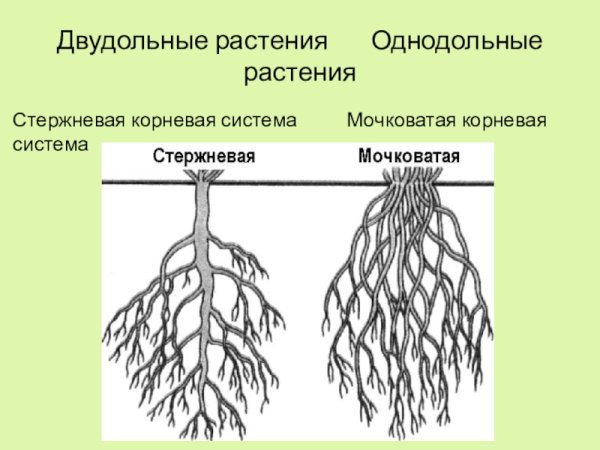 Корневая система однодольных и двудольных