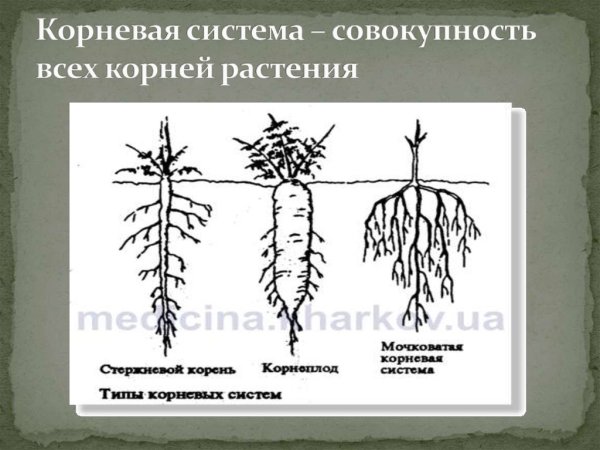Корневая система хлопчатника