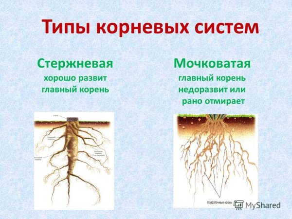 Типы корневых систем стержневая и мочковатая