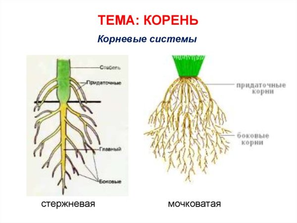 Типы корней и корневых систем схема