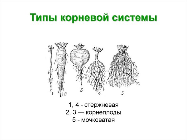 Типы корневых систем стержневая и мочковатая
