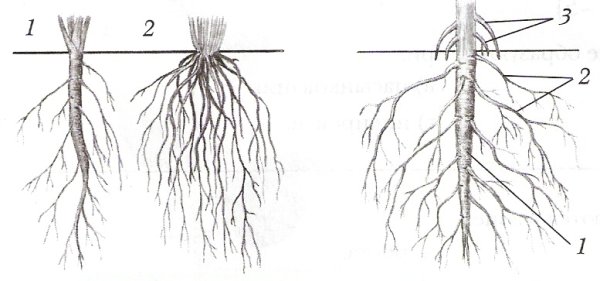 Строение корня и типы корневых систем