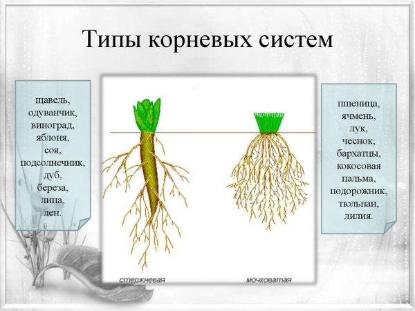 Типы корневых систем и их строение
