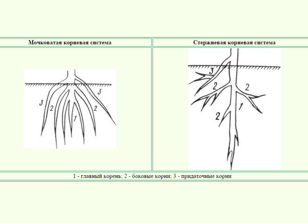 Схема стержневой и мочковатой корневых систем