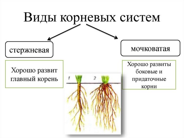 Стержневая и мочковатая корневая система