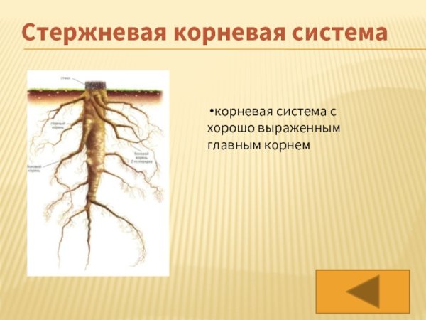 Строение типы корней и корневые системы