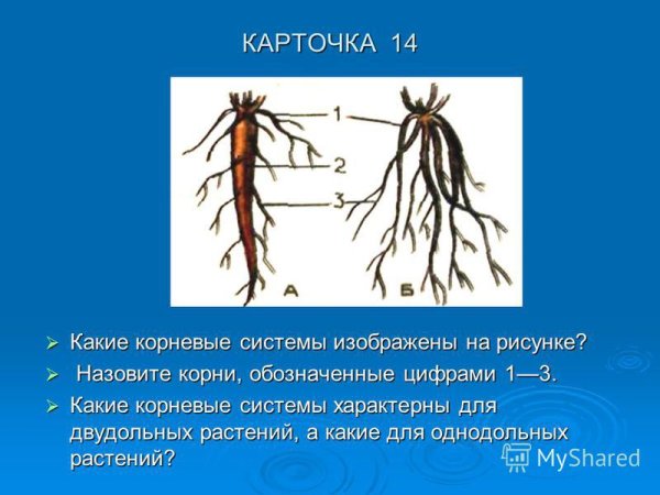 Мочковатая корневая система рисунок