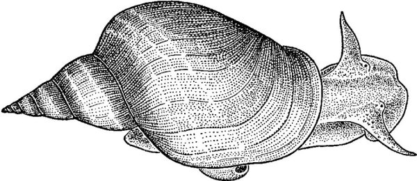 Прудовик гладкий