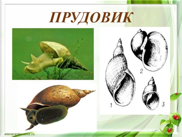 Строение раковины брюхоногих моллюсков биология 7 класс