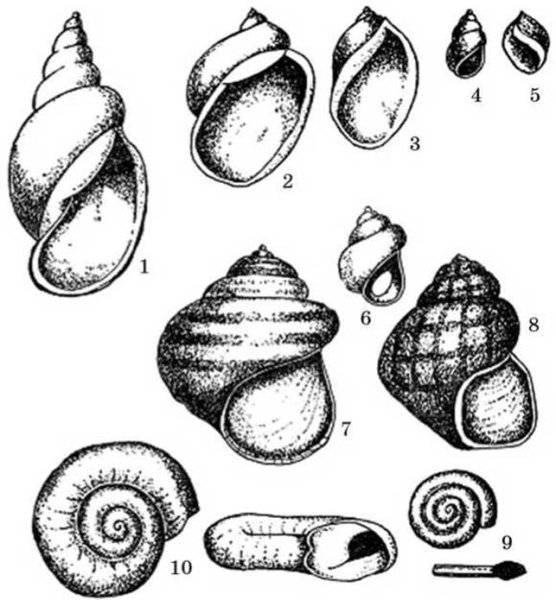 Улитка чёрный прудовик