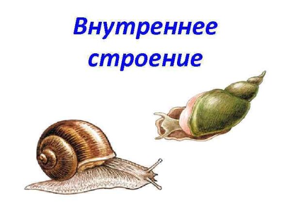 Внешнее строение раковины большого прудовика