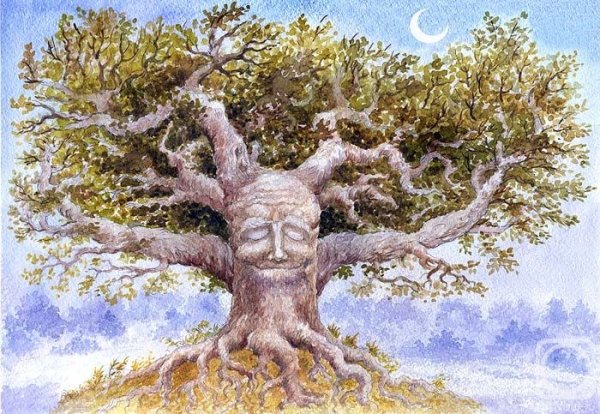 Дуб мудрое дерево