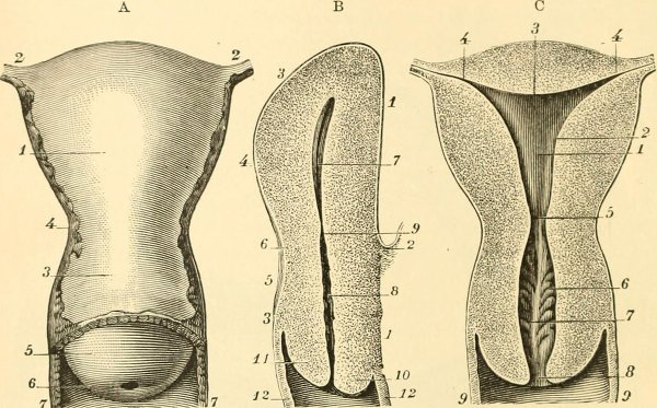 Шейка рожавшей и нерожавшей женщины