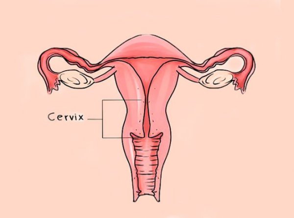 Репродуктивные органы женщины схема