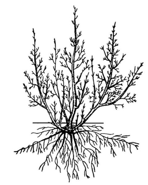 Строение кустарника сирень