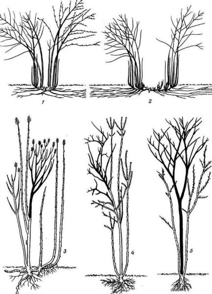 Строение кустарника схема