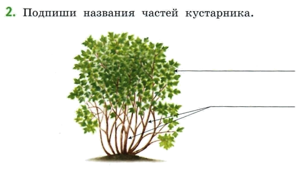 Подписать части кустарника