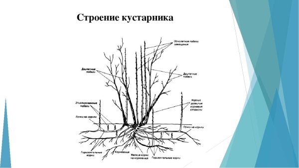 Строение куста сирени схема